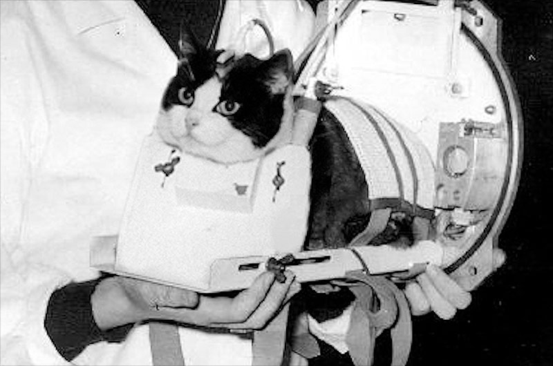 First cat in space Félicette to get memorial statue after