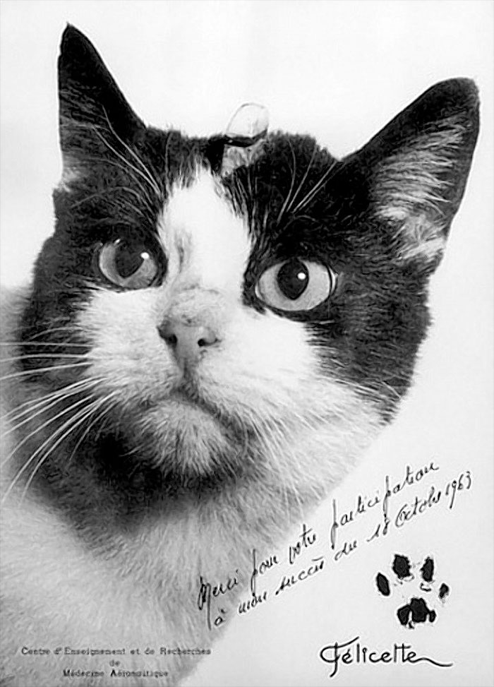 First Cat In Space F licette To Get Memorial Statue After Successful 